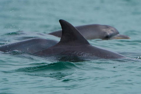 Noosa Oceanrider Scenic Dolphin Safari - Sydney 4u 1