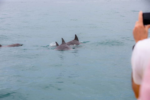 Noosa Oceanrider Scenic Dolphin Safari - Sydney 4u 2