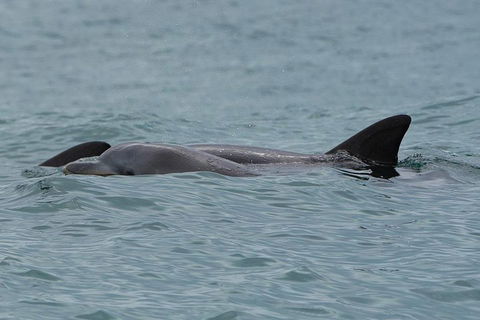 Noosa Oceanrider Scenic Dolphin Safari - Sydney 4u 3