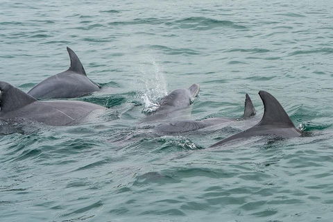Noosa Oceanrider Scenic Dolphin Safari - Sydney 4u 5