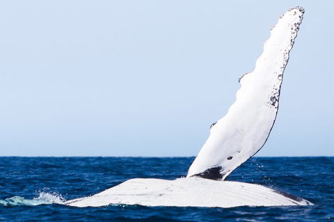 2-Hour Guided Whale Watching Tour At Noosa - Sydney 4u 0