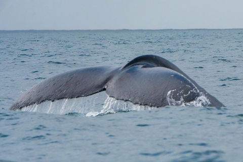 2-Hour Guided Whale Watching Tour At Noosa - Sydney 4u 1