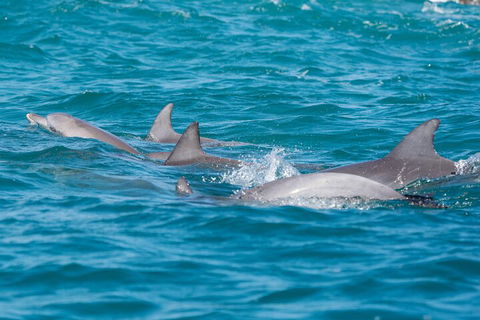 2-Hour Guided Whale Watching Tour At Noosa - Sydney 4u 2