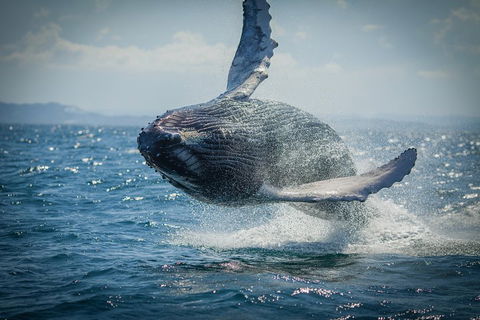 2-Hour Guided Whale Watching Tour At Noosa - Sydney 4u 3