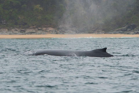 2-Hour Guided Whale Watching Tour At Noosa - Sydney 4u 5
