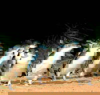 Phillip Island Penguins Private Tour - Sydney 4u