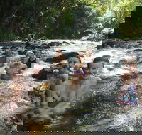 Daintree Rainforest Cape Tribulation Mossman Gorge Small-Group Day Tour - Sydney 4u