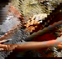 Ngana Julaymba Dungay - Full Day - Sydney 4u
