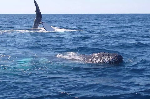 Noosa Whale Watching - Accommodation Sydney 0