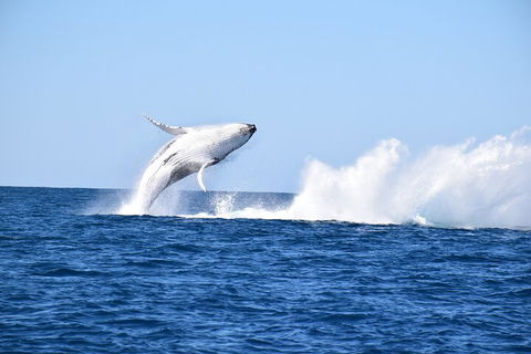 Noosa Whale Watching - Accommodation Sydney 1