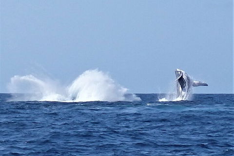 Noosa Whale Watching - Accommodation Sydney 2