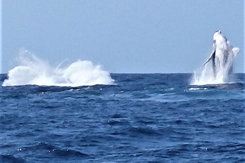 Noosa Whale Watching - Accommodation Sydney 3