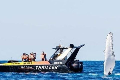 Noosa Whale Watching - Accommodation Sydney 4