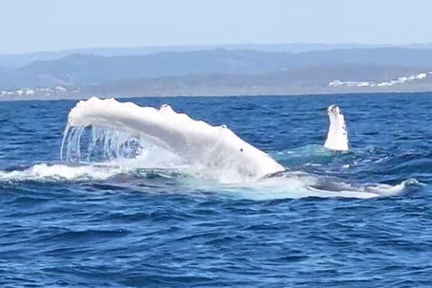 Noosa Whale Watching - Accommodation Sydney 5