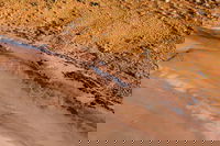 Scenic Flight Lizard Safari, Uluru