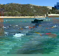 All Inclusive Dolphin and Tangalooma Wrecks Cruise - Sydney 4u
