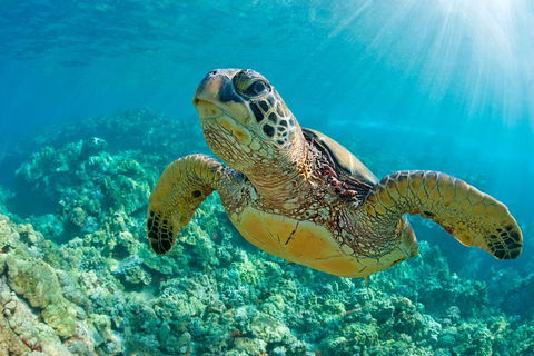 All Inclusive Tangalooma Wrecks Cruise Tour From Gold Coast - Accommodation Sydney 4