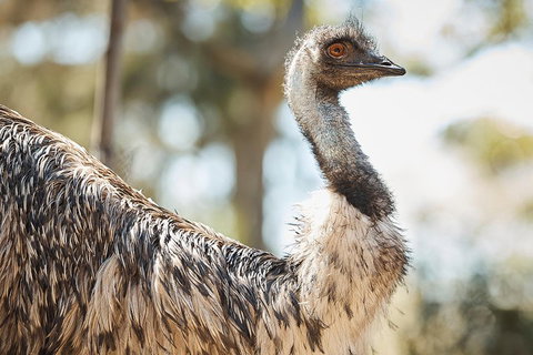 Sydney Taronga Zoo General Entry Ticket - Accommodation Sydney 4