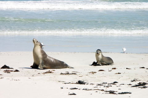 Kangaroo Island Personal Group Tours - Sydney 4u 3