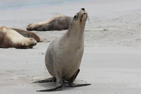Kangaroo Island Personal Group Tours - Sydney 4u 4
