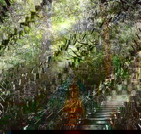 O'Reilly's  Lamington National Park from Gold Coast - Sydney 4u