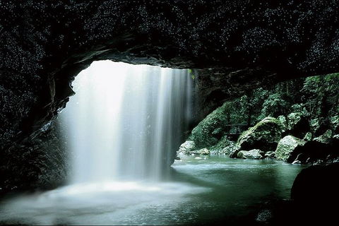 Natural Bridge Glow Worm Night Tour From Gold Coast - Accommodation Sydney 0