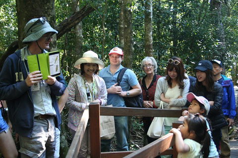 Natural Bridge Glow Worm Night Tour From Gold Coast - Accommodation Sydney 4