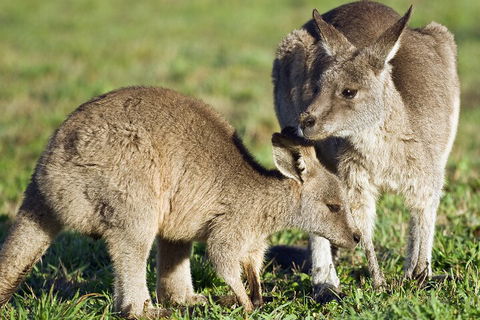 LGBT+ Friendly Full Day Phillip Island Private Tour - Sydney 4u 3