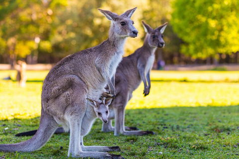 LGBT+ Friendly Full Day Phillip Island Private Tour - Sydney 4u 4