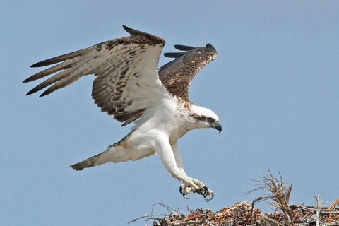Shipwreck Special Nature Tour/Half Day Tour - Accommodation Sydney 4