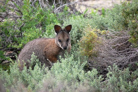 Pink Lake + Abrolhos Islands Nature Tour - Sydney 4u 1