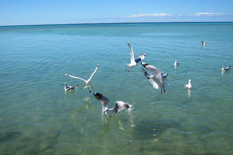 Pink Lake + Abrolhos Islands Nature Tour - Sydney 4u 5