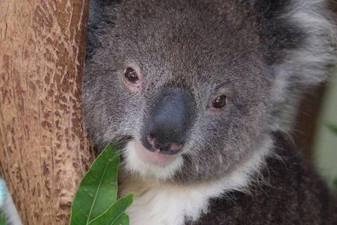 All Inclusive Blue Mountains Small-Group Day Trip From Sydney - Accommodation Sydney 1
