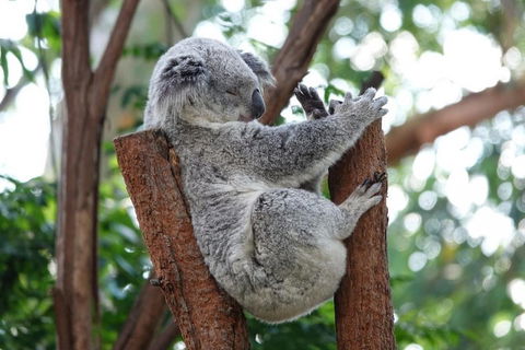 Small-Group Blue Mountains Tour With A Local Guide - Accommodation Sydney 2