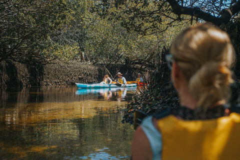 Kayak Tour In Adelaide Dolphin Sanctuary - Sydney 4u 0