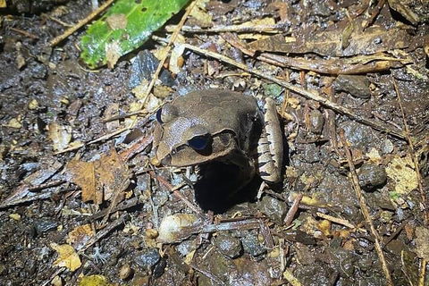 Evening Rainforest & Glow Worm Experience - Sydney 4u 1