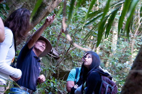 Natural Bridge & Springbrook Waterfalls Tour - Accommodation Sydney 4