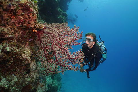 Silversonic Outer Great Barrier Reef Dive And Snorkel Cruise From Port Douglas - Sydney 4u 0