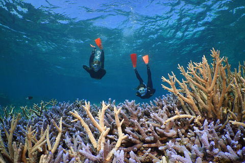 Silversonic Outer Great Barrier Reef Dive And Snorkel Cruise From Port Douglas - Sydney 4u 4