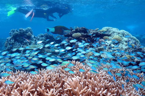 Silversonic Outer Great Barrier Reef Dive And Snorkel Cruise From Port Douglas - Sydney 4u 5