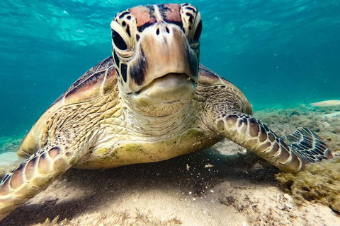 Sail, Snorkel, SUP & Kayak Charter Whitsundays - Sydney 4u 0