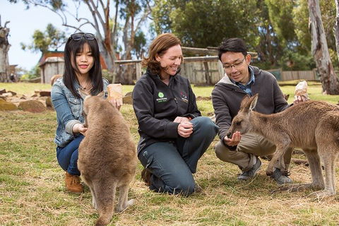 Bonorong Wildlife Park And Richmond Afternoon Tour From Hobart - Sydney 4u 1