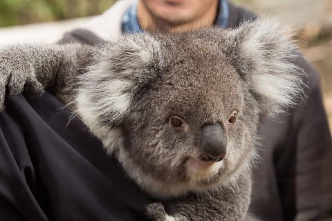 Bonorong Wildlife Park And Richmond Afternoon Tour From Hobart - Sydney 4u 2