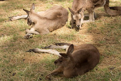 Bonorong Wildlife Park And Richmond Afternoon Tour From Hobart - Sydney 4u 3