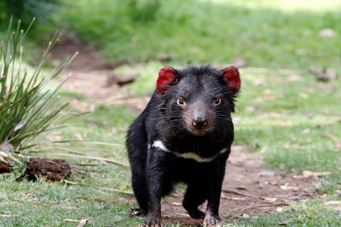 Bonorong Wildlife Park And Richmond Afternoon Tour From Hobart - Sydney 4u 4