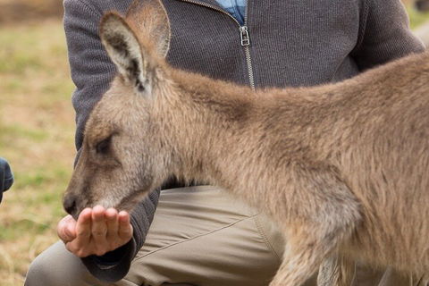 Bonorong Wildlife Park And Richmond Afternoon Tour From Hobart - Sydney 4u 5