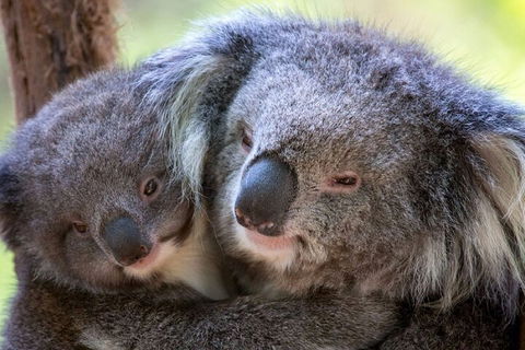 Half-Day Or Full-Day Tour With Private Guide From Melbourne - Sydney 4u 1