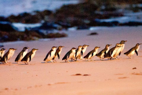 Half-Day Or Full-Day Tour With Private Guide From Melbourne - Sydney 4u 5