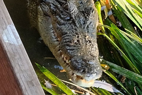Litchfield Park Adventures And Jumping Crocodile Cruise + Butterfly Farm - Sydney 4u 1