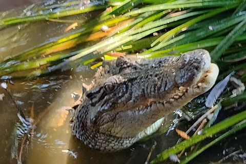 Litchfield Park Adventures And Jumping Crocodile Cruise + Butterfly Farm - Sydney 4u 4